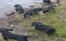 Sprocker dogs for sale: 8 gorgeous Sprocker puppies  - Image 5