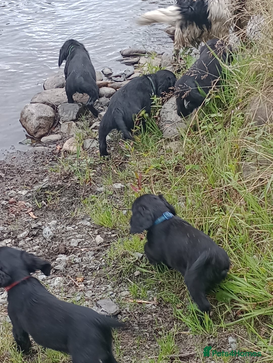 Sprocker dogs for sale: 8 gorgeous Sprocker puppies  - Image 5