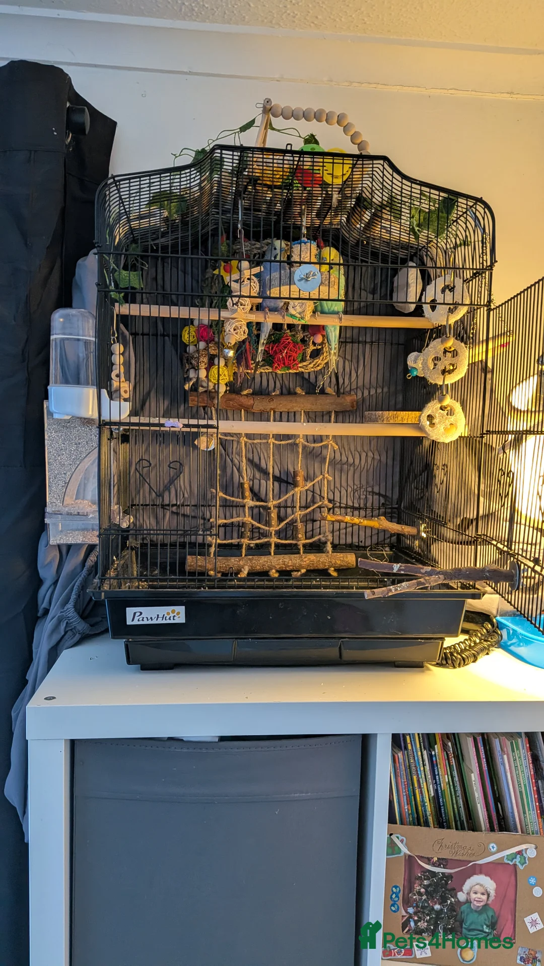 Budgerigars birds for sale: 2 male budgies with cage/toys/food - Advert 5