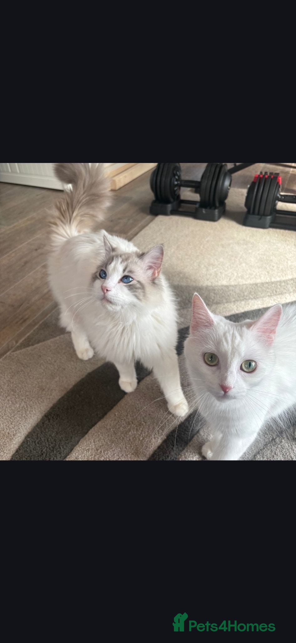 Turkish Angora cats Turkish Angora X Blue lynx bio Ragdoll kittens - Advert 2
