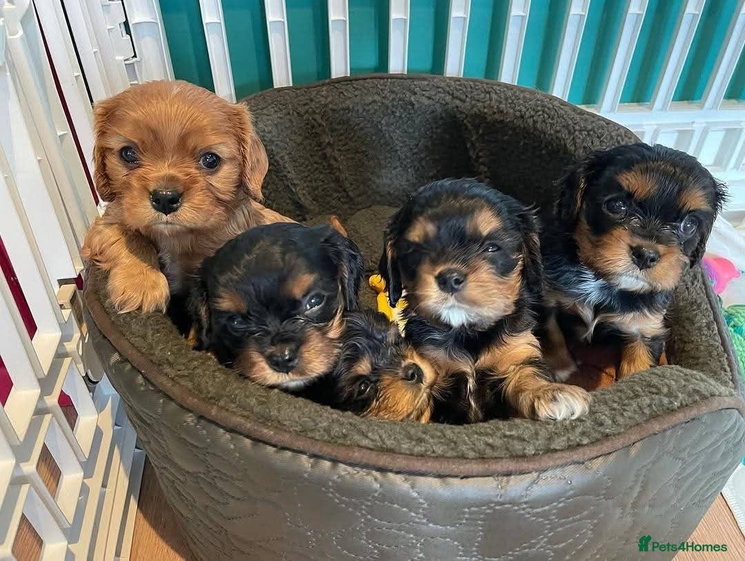 Cavalier King Charles Spaniel dogs EXTENSIVELY HEALTH CHECKED AND TESTED - Advert 1
