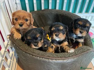 Cavalier King Charles Spaniel dogs EXTENSIVELY HEALTH CHECKED AND TESTED - Advert 2