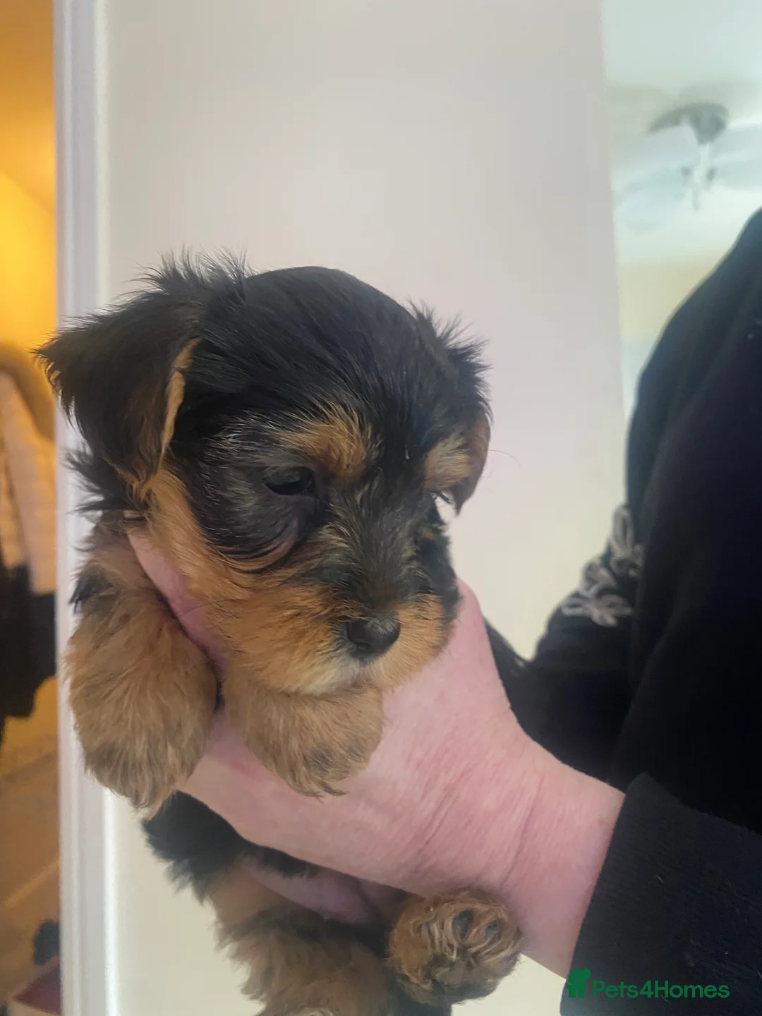 Yorkshire Terrier dogs for sale: Yorkshire terroir puppies  - Advert 5