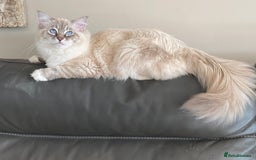 Ragdoll cats for sale: Blue Lynx TICA boy  - Image 12