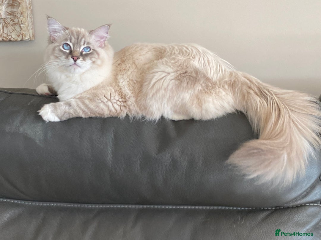 Ragdoll cats for sale: Blue Lynx TICA boy  - Image 12