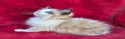 Ragdoll cats for sale: GCCF Registered Ragdoll Kittens  - Advert 9