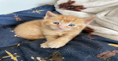 Mixed Breed cats - Advert 15