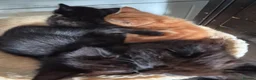 Mixed Breed cats for sale: Kittens for sale - Advert 8