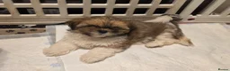 Shih Tzu dogs for sale: LOVELY GIRLS CUTE SHIH TZU PUPPIES READY NOW - Advert 4
