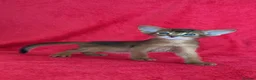 Abyssinian cats for sale: Beautiful GCCF Registered Abyssinian Kittens 💙❤️ - Advert 10