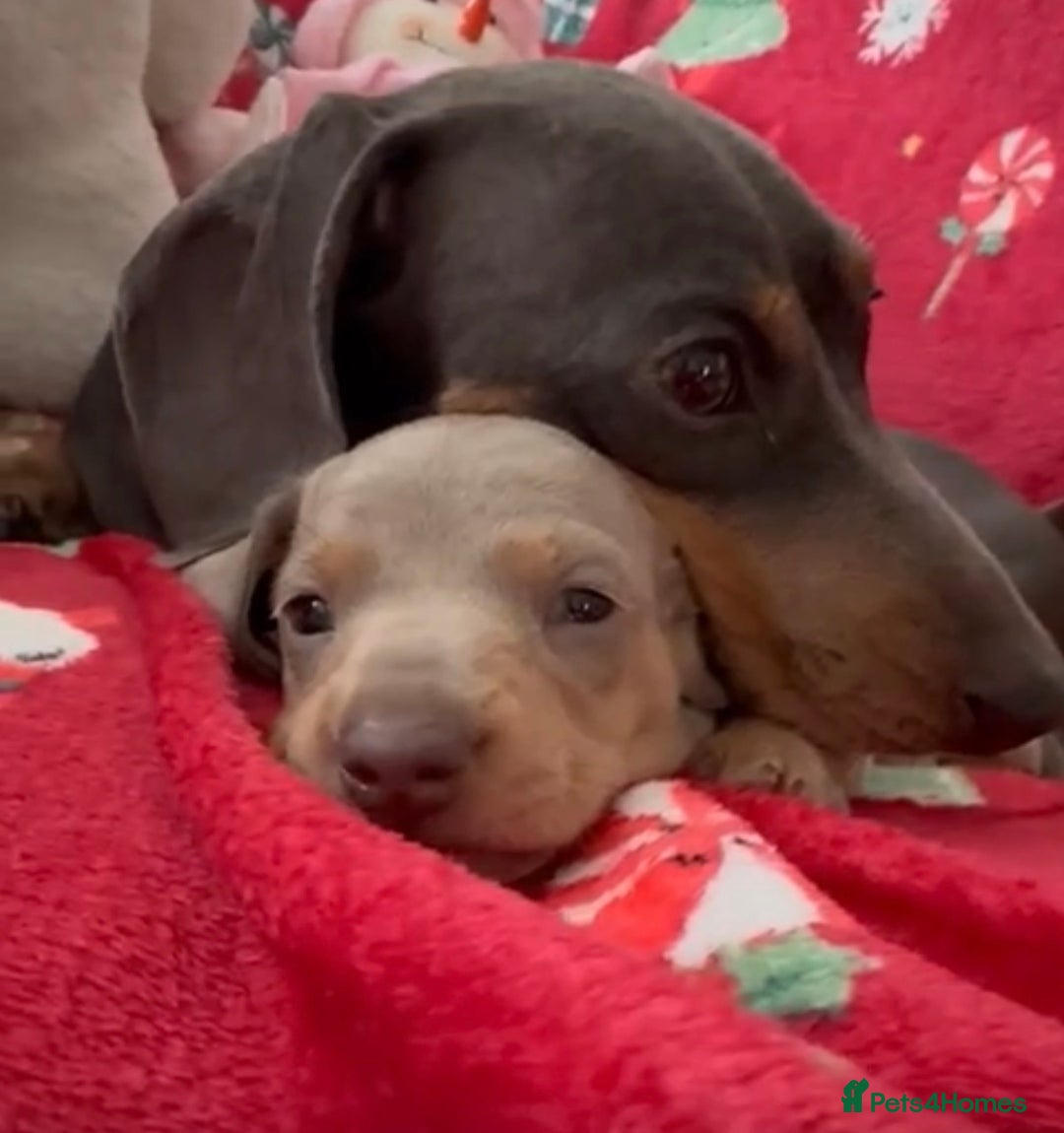 Dachshund dogs for sale: Health Tested Parents Dachshund Puppies   - Advert 25