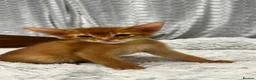 Abyssinian cats for sale: TICA Abyssinian kittens  - Advert 13