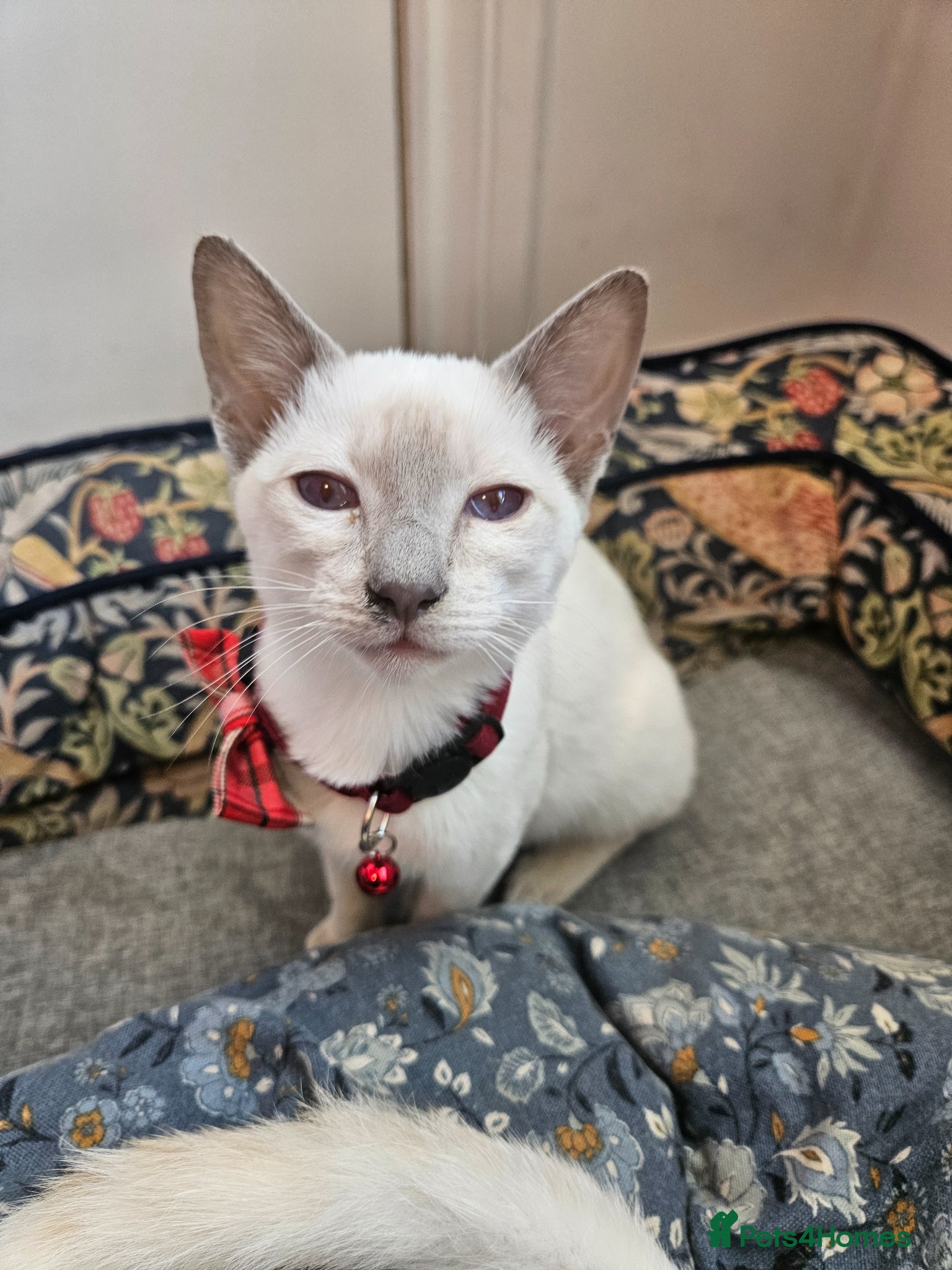 Siamese cats 1 Male Flame point & 1 Female Lilac point Siamese - Advert 3