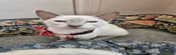 Siamese cats for sale: 1 Male Flame point & 1 Female Lilac point Siamese in Newton Stewart - Advert 1