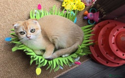 Scottish Fold cats for sale: READY NOW-TICA-SCOTTISH FOLD GIRL  - Image 21