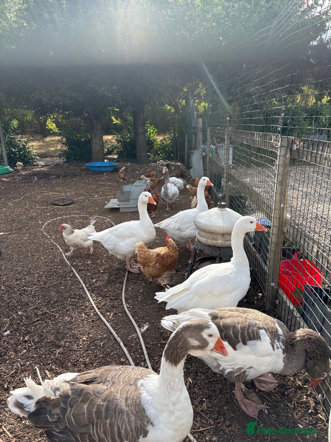 Geese poultry for sale: Mixed sex & mixed age geese/ ganders - Image 4
