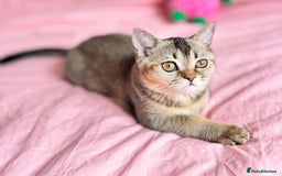 Scottish Fold cats for sale: Pedigree Kitten girl looking for a family  - Image 13