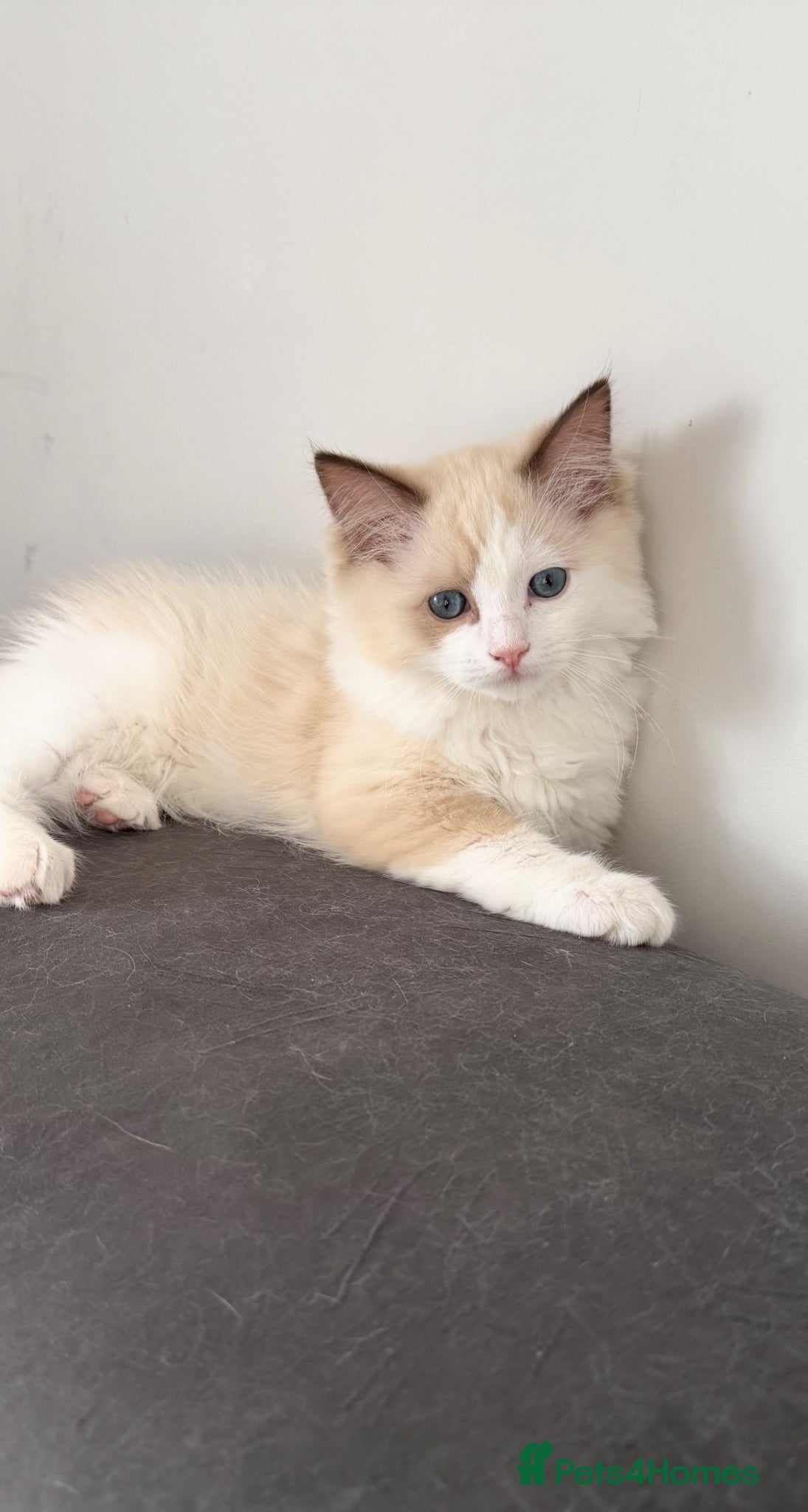 Ragdoll cats Beautiful TICA Registered Ragdoll Kittens 😻 - Advert 2
