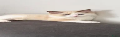 MATSCATS CHOCOLATE CHIP