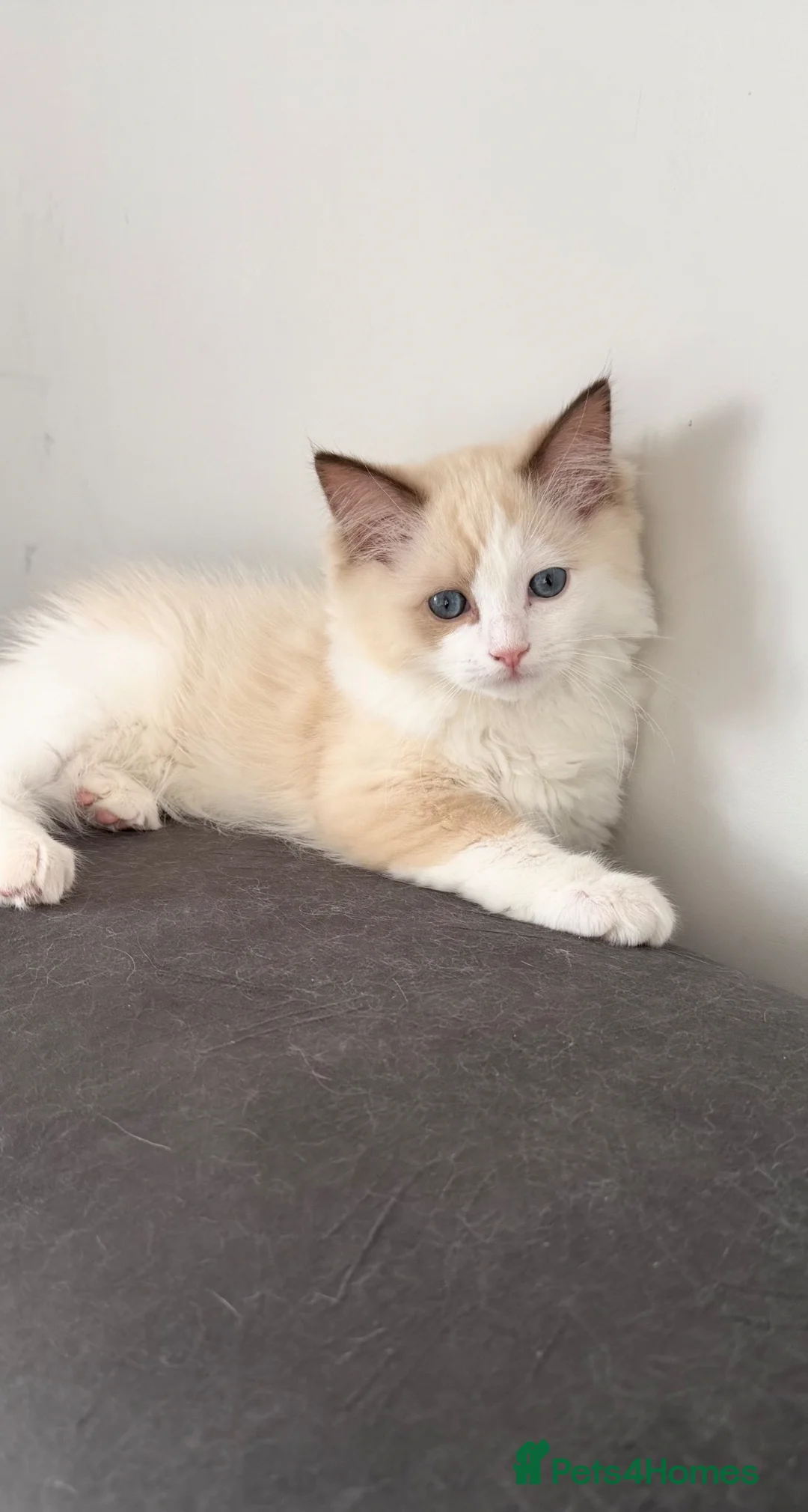 Ragdoll cats for sale: Beautiful TICA Registered Ragdoll Kittens 😻 - Advert 2