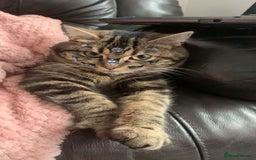 Domestic Shorthair cats for sale: Cookie - Image 1