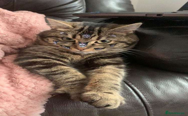 Domestic Shorthair cats - Advert 16