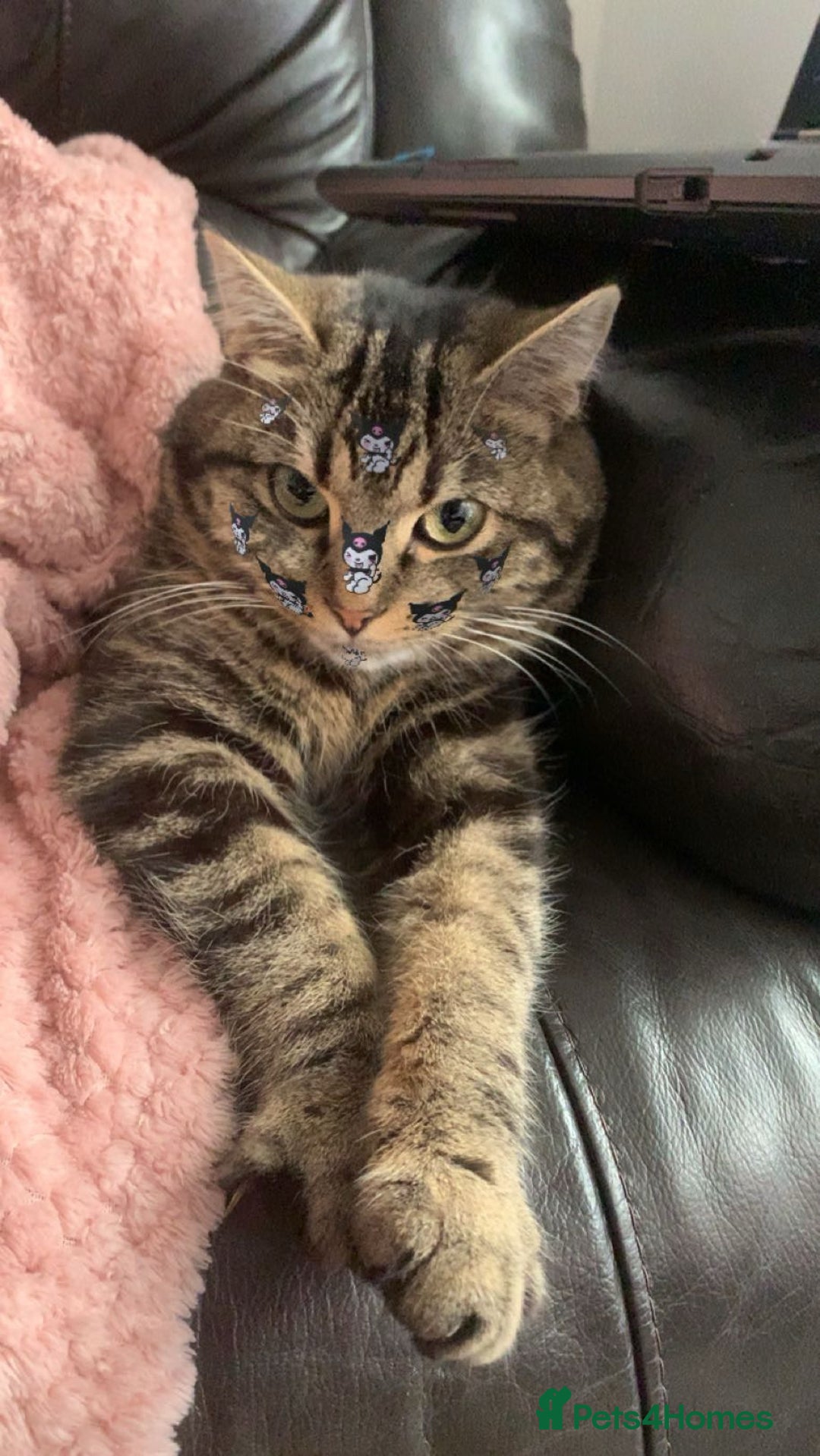 Domestic Shorthair cats for sale: Cookie - Image 1