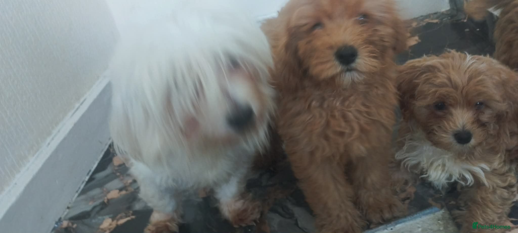 Maltipoo dogs Beautiful puppies for sale - Advert 1