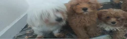 Maltipoo dogs for sale: Beautiful puppies for sale - Advert 20
