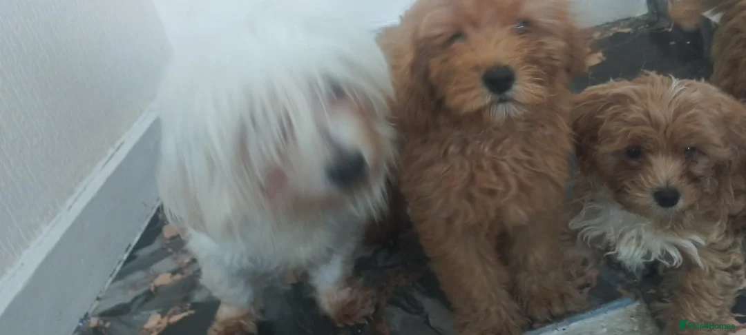 Maltipoo dogs for sale: Beautiful puppies for sale - Advert 20