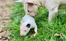 English Bull Terrier dogs for sale: English bull terrier puppy’s  - Image 10