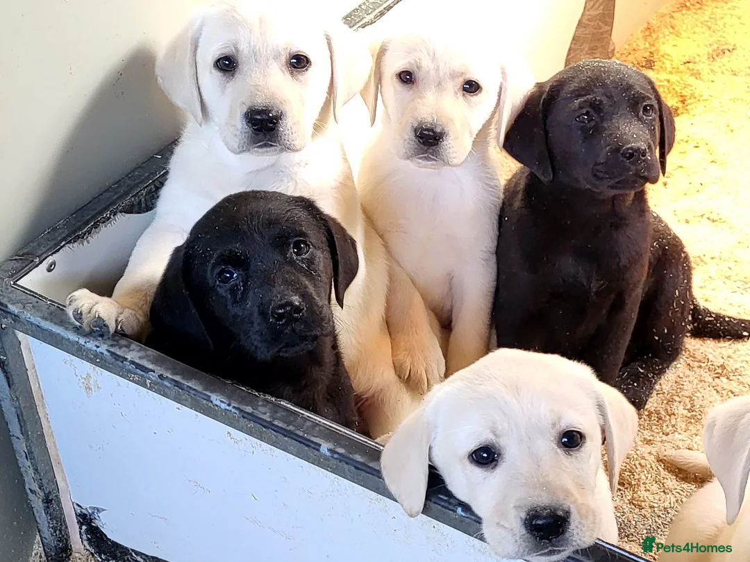 Labrador Retriever dogs for sale: Labrador Retriever  - Advert 2