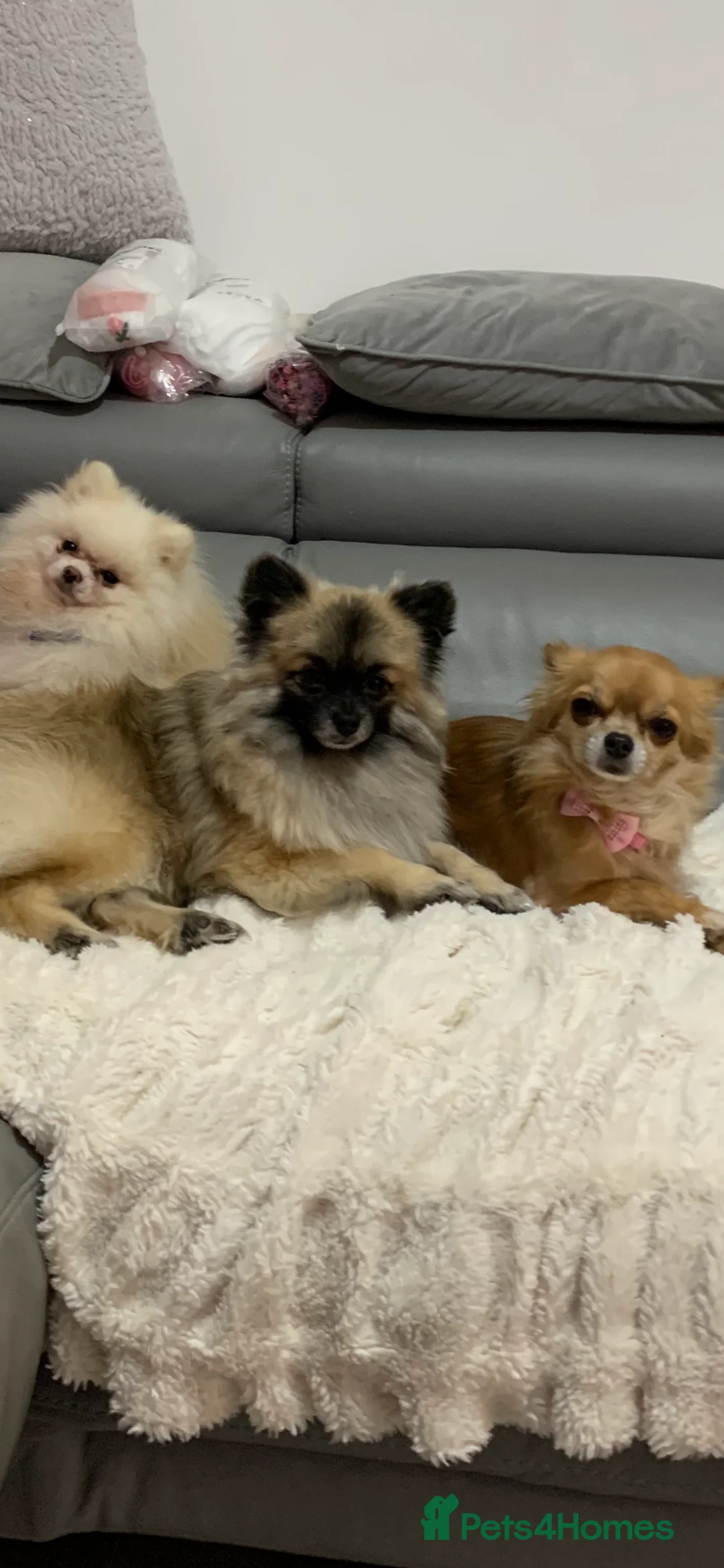 Pomeranian dogs for stud: 2kg, KC Registered, Proven, Pomeranian  in Cardiff - Advert 26