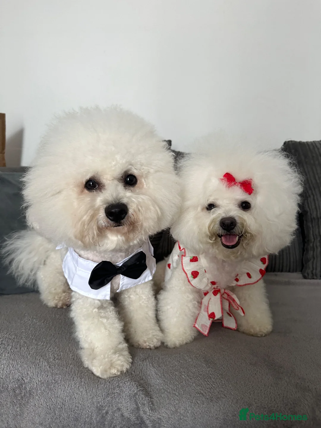 Bichon Frise dogs for sale: 2 Girls left 💕Pedigree Champion Bichon Frise  - Advert 2
