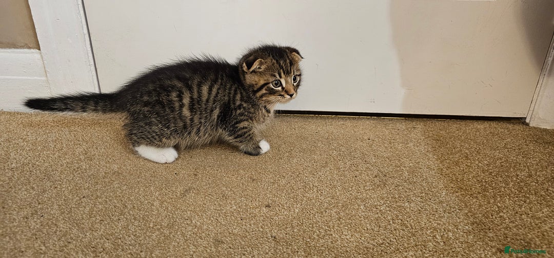 Scottish Fold cats for sale: Scottish male cats - Image 2