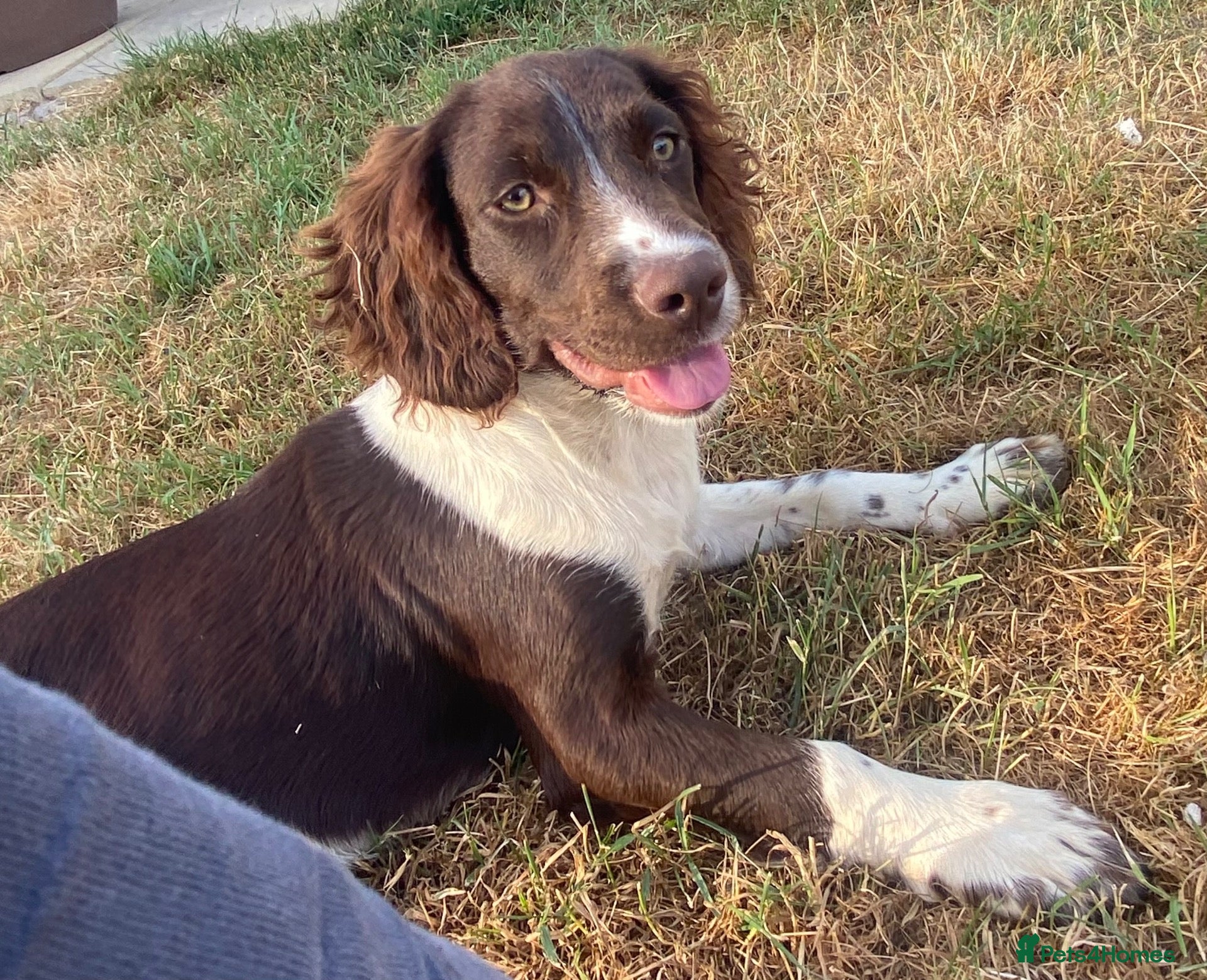 English Springer Spaniel dogs Stunning springer spaniel  - Advert 1