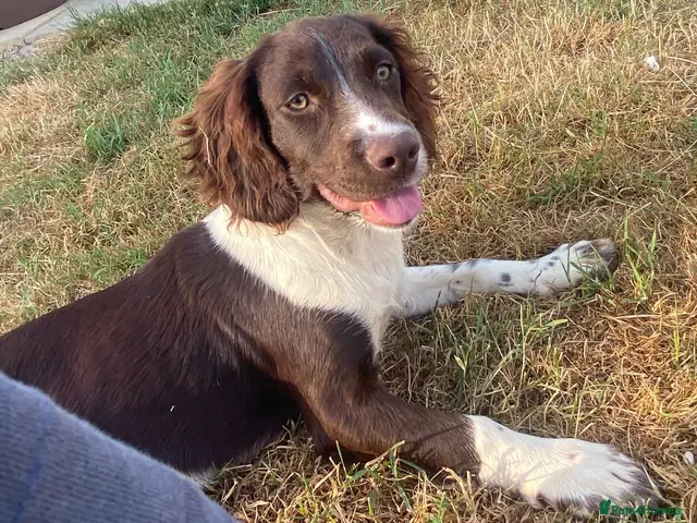 English Springer Spaniel dogs for sale: House trained / good re call / heavily marked - Advert 1