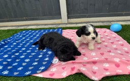 Mixed Breed dogs for sale: Black male puppy jackapoo - Image 11