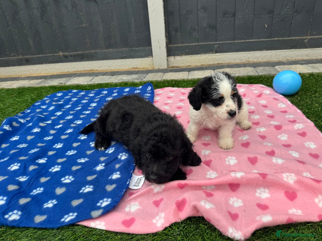 Mixed Breed dogs for sale: Black male puppy jackapoo - Image 11
