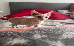 Devon Rex cats for sale: 1 girl left. Stunning Devon Rex GCCF kittens  - Image 16