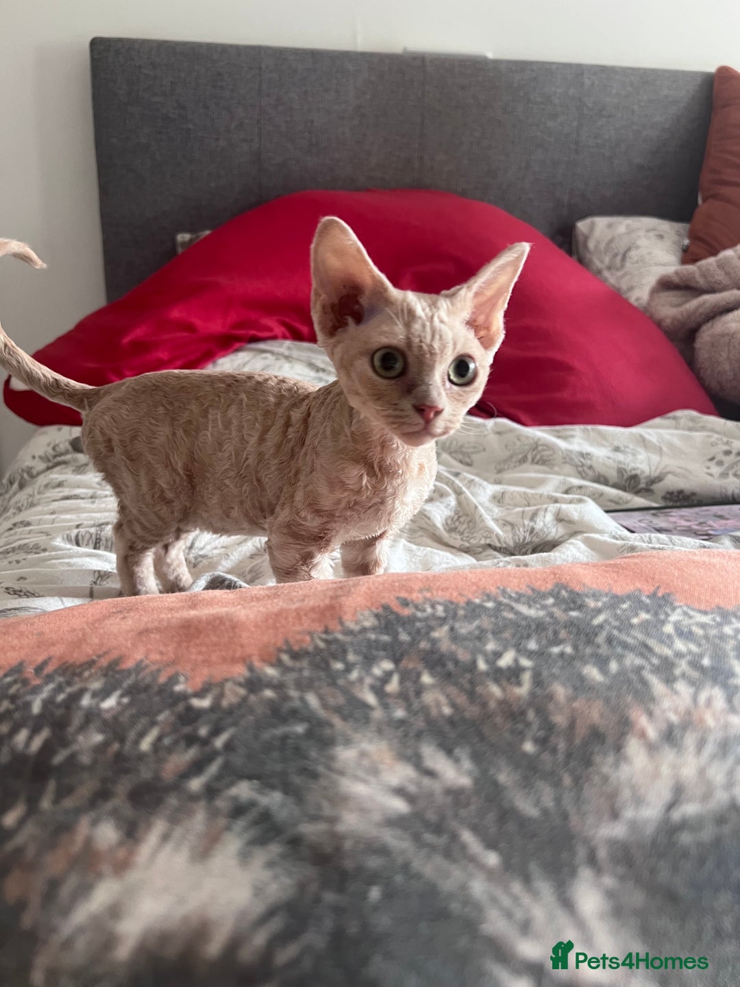 Devon Rex cats for sale: 1 girl left. Stunning Devon Rex GCCF kittens  - Image 16