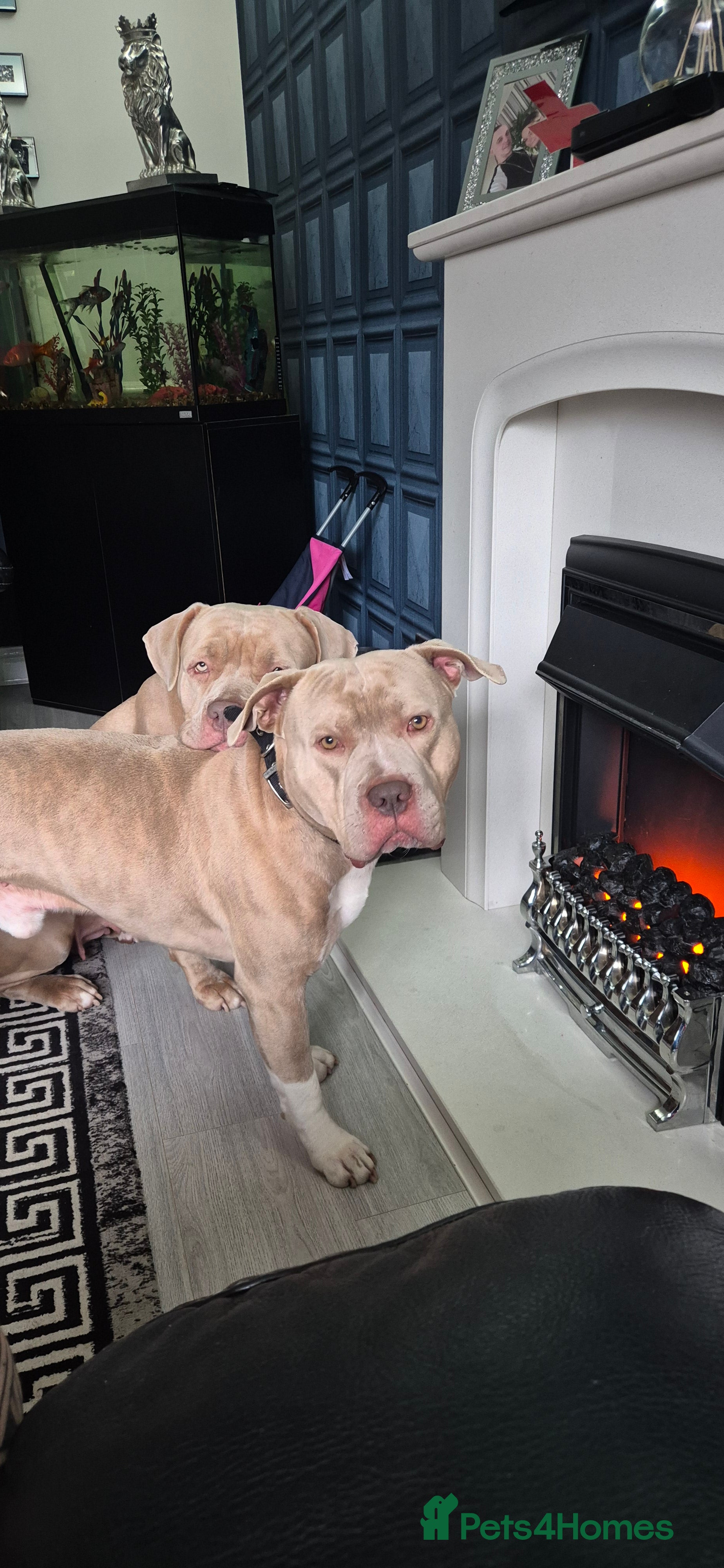 American Bully dogs Standard american bully  - Advert 12