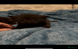 Domestic Shorthair cats for sale: Kittens ready to reserve  - Image 5