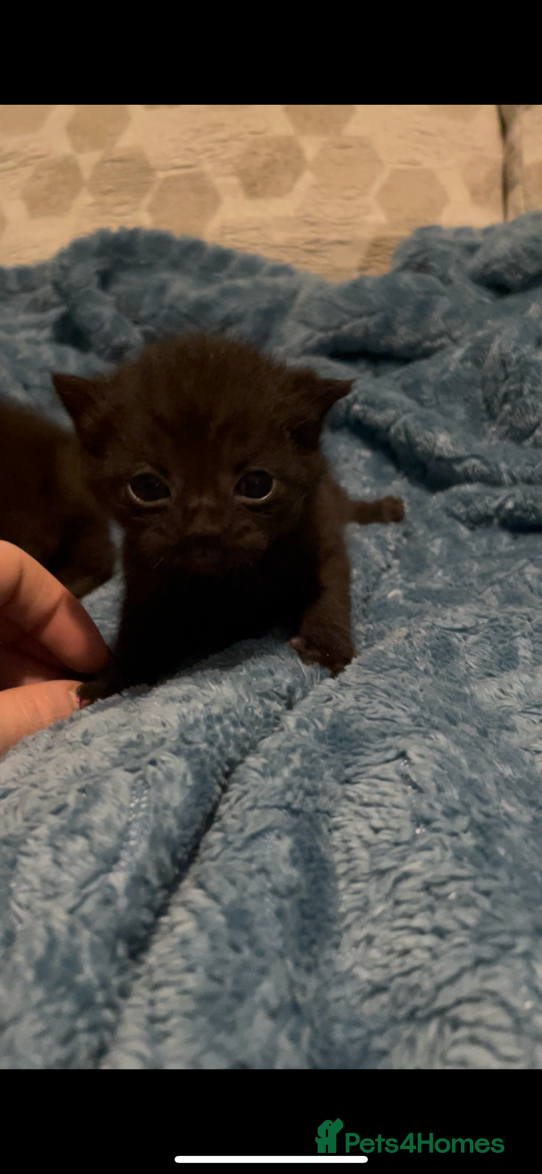 Domestic Shorthair cats for sale: Kittens ready to reserve  - Image 5