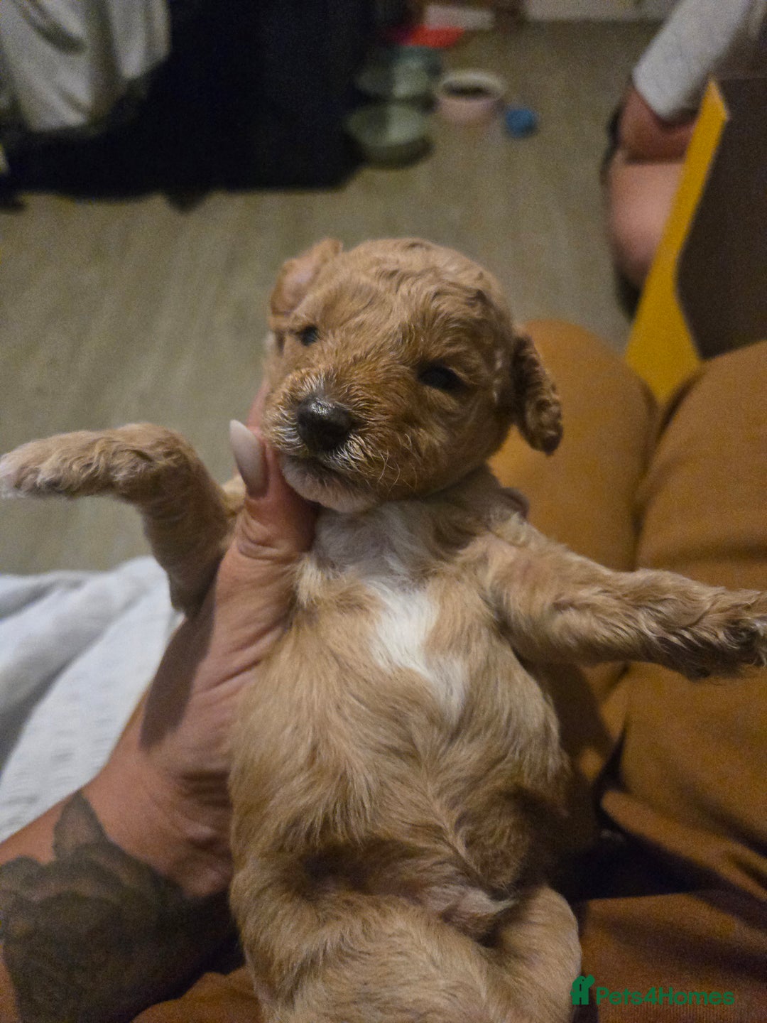 Cockapoo dogs for sale: F2 Cockapoos - Image 10