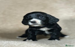 Cocker Spaniel dogs for sale: Beautiful Cocker Spaniel Puppies - Advert 3