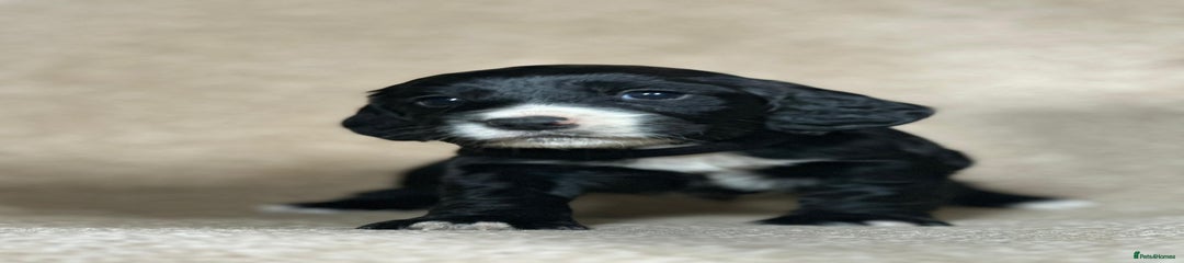 Cocker Spaniel Puppy 2