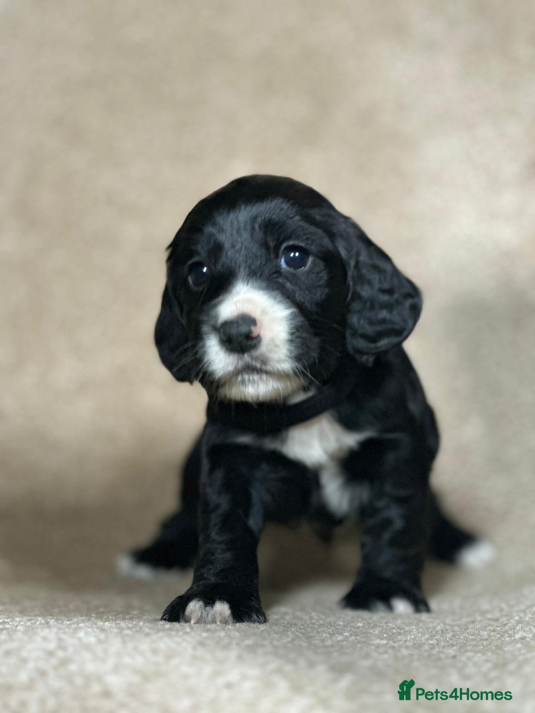 Cocker Spaniel dogs for sale: Beautiful Cocker Spaniel Puppies - Advert 3