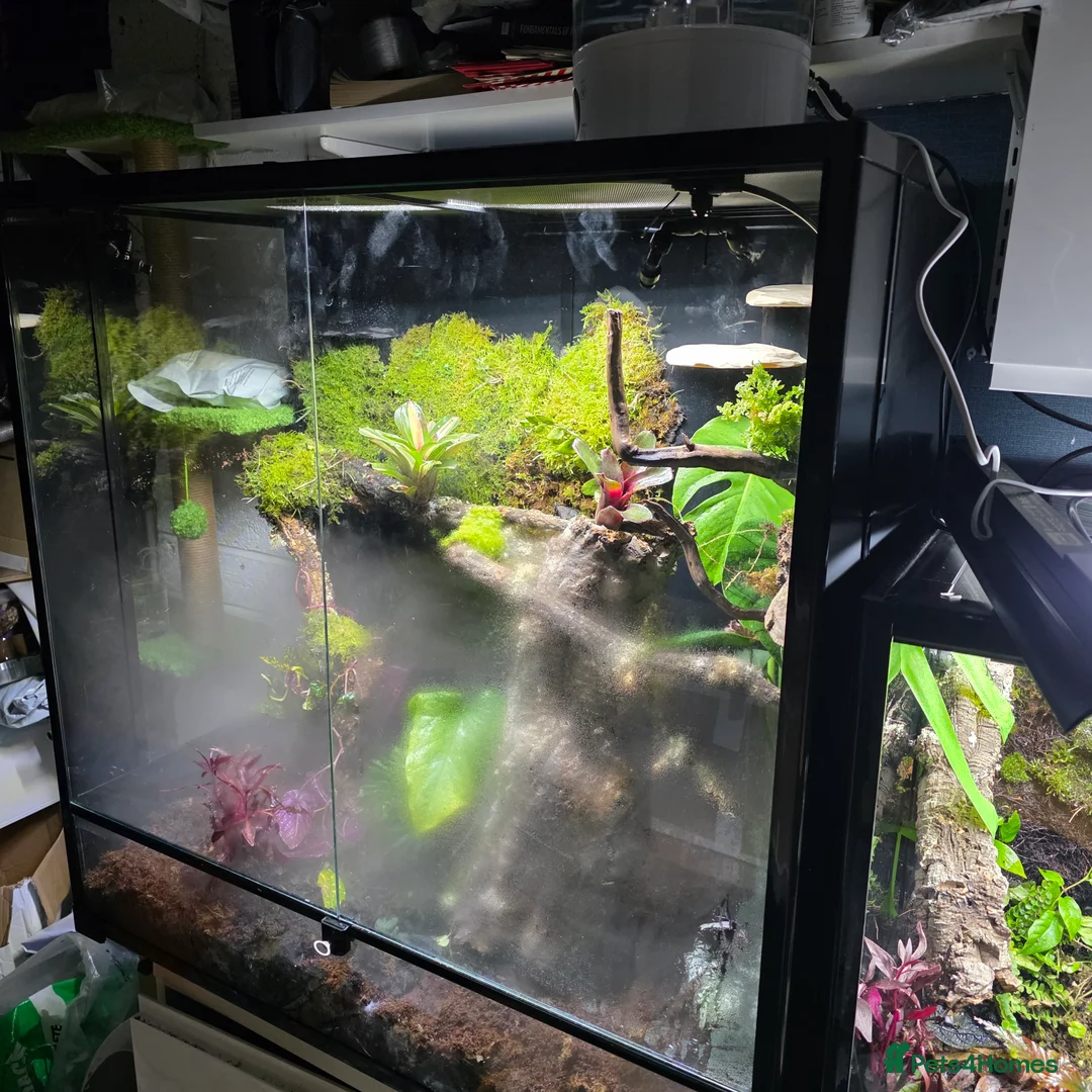 Frog reptiles for sale: Super Large Dart Frog Vivarium Setup – £520  - Advert 2