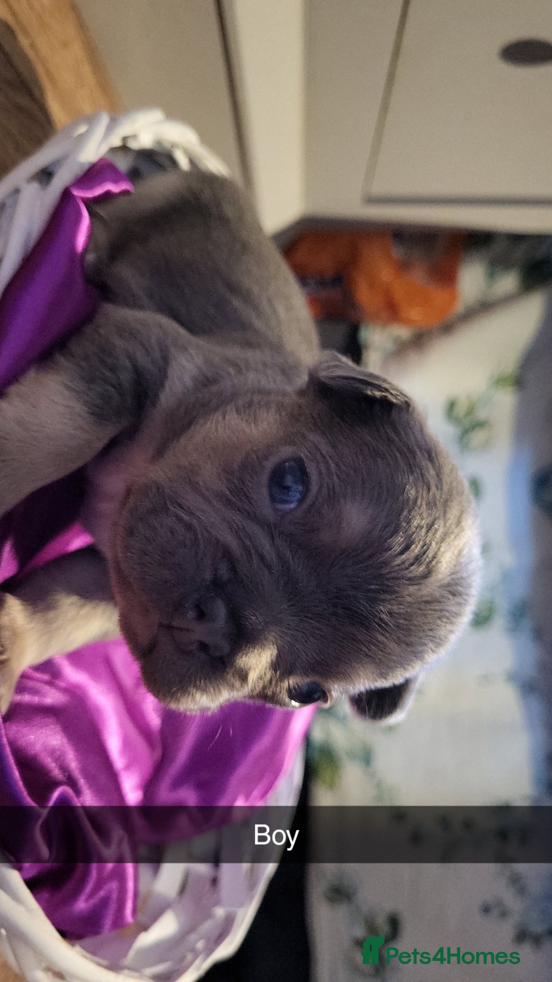 French Bulldog dogs for sale: Frenchie pups  - Advert 3